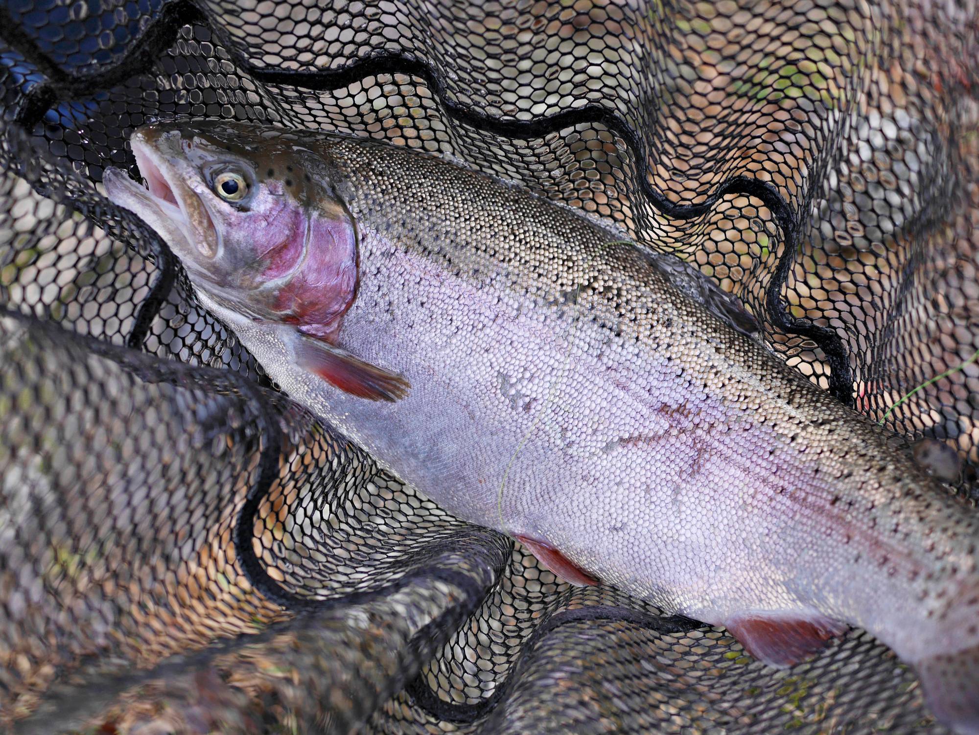 Lukijamme vesistönylitysniksi 40 vuoden takaa: Teräsvanteita ja solumuovia  saappaaseen - Erä-lehti