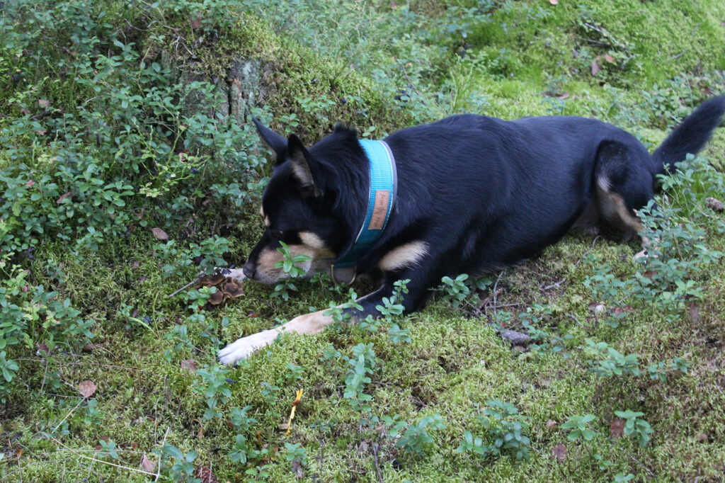 Koira makaa metsässä löydettyjen sienien luona.